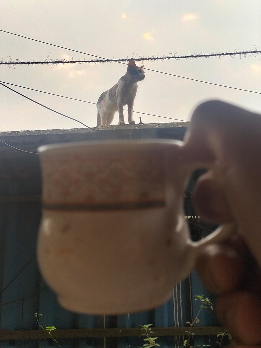 void_harshal's tweet image. Kitty kitty 🐈