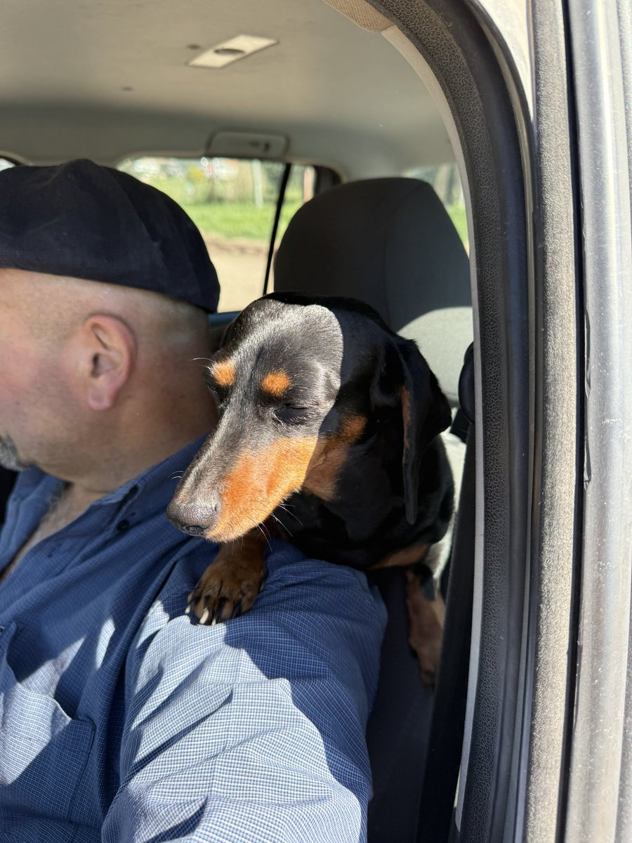 JoseLlafar's tweet photo. Por favor díganme que no es la única salchicha rara que viaja arriba del hombro 🦜🦜 https://t.co/qLHGXaJzMP