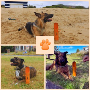 TWalkbuddy's tweet image. Three dogs. One game-changing bottle.
Water? Sorted. Treats? Fresh. Waste bags? Loaded.

They’re not just walk-ready — they’re Walkbuddy official.

#TheWalkbuddy #DogGear #AussieDogs #Dogsoftwitter #PetLife #DogWalkingMadeEasy