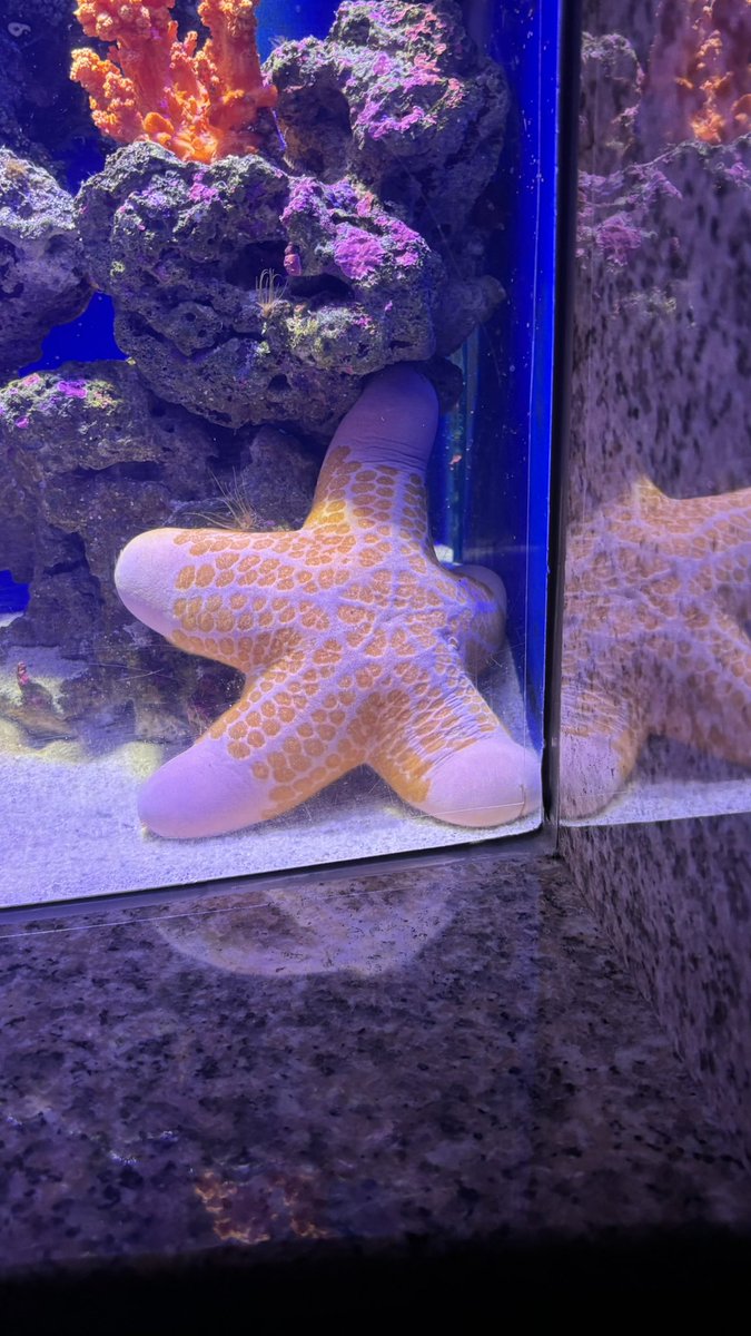 528451's tweet image. 天気悪すぎて静岡らしさもクソも無かったけどさわやか食べてチンポヒトデ見れたからヨシ