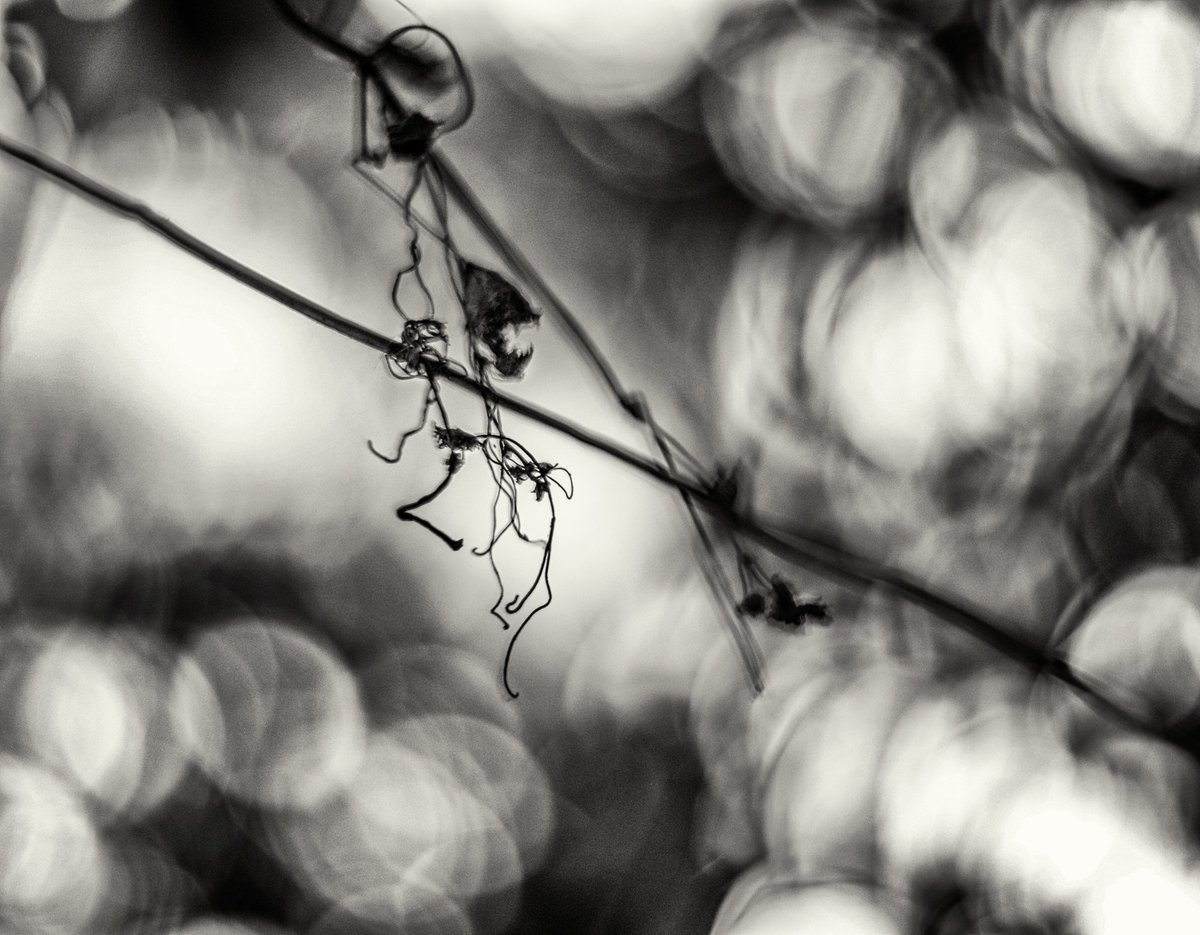 FranSusann68008's tweet image. Whispers of nature in monochrome—fragile, tangled, yet beautifully resilient.  #BlackAndWhite #NaturePhotography #BokehMagic #Bokeh #Fujifilm #Nikkor50mmAIS #Nikkor85mmAFD