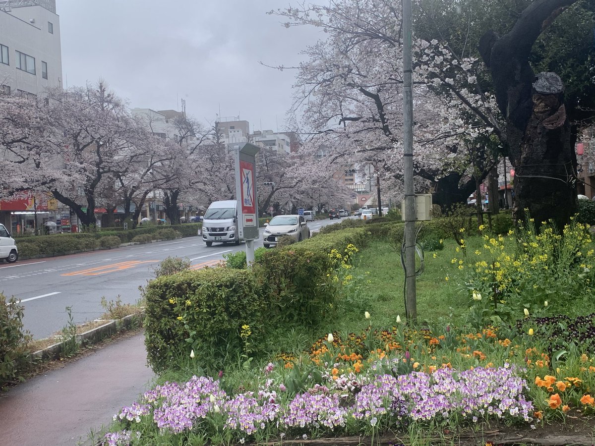 STRADA_BIANCA's tweet photo. 今日も☂️…
桜はまだ元気です。まだ満開になっていないものあるので、週末が最高潮かな
#国立市　#桜　#大学通り https://t.co/GmV16thrJp