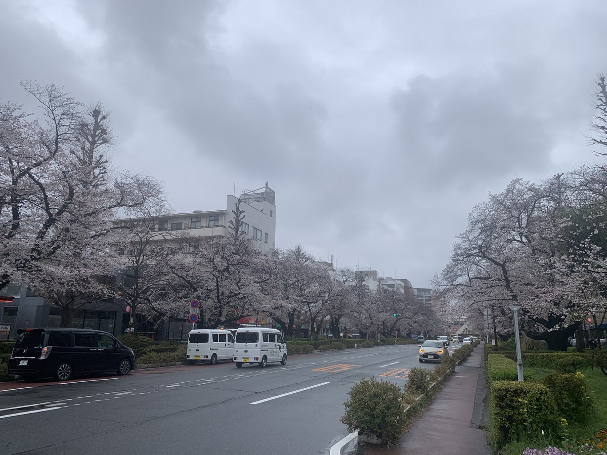 STRADA_BIANCA's tweet photo. 今日も☂️…
桜はまだ元気です。まだ満開になっていないものあるので、週末が最高潮かな
#国立市　#桜　#大学通り https://t.co/GmV16thrJp