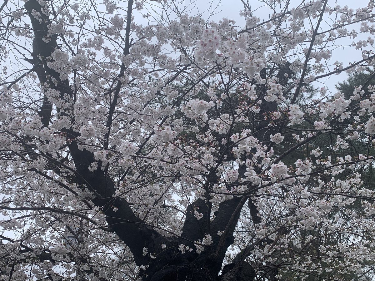 STRADA_BIANCA's tweet photo. 今日も☂️…
桜はまだ元気です。まだ満開になっていないものあるので、週末が最高潮かな
#国立市　#桜　#大学通り https://t.co/GmV16thrJp