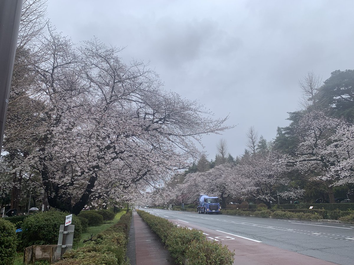 STRADA_BIANCA's tweet photo. 今日も☂️…
桜はまだ元気です。まだ満開になっていないものあるので、週末が最高潮かな
#国立市　#桜　#大学通り https://t.co/GmV16thrJp