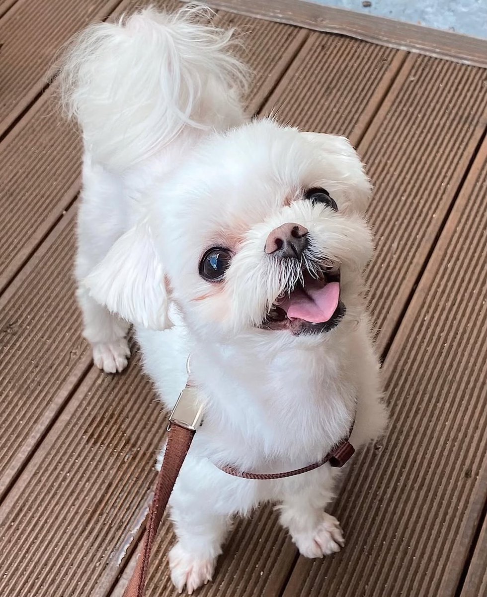 bamfocus's tweet photo. Run free Coco, you’re our best girl. Rest easy Princess 🩷 https://t.co/LP5nzzDGqf