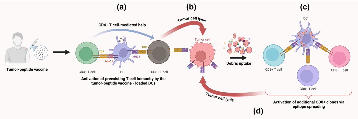 😊Check out #review: The Role of Therapeutic Vaccines in Cancer Immunotherapy #Vaccines #CancerImmunotherapy
<a href="/MDPIOpenAccess/">MDPI</a> <a href="/MdpiOnco/">Onco_MDPI</a> 
👨‍🎓Author: by by Constantin N. Baxevanis, Ourania E. Tsitsilonis and Maria Goulielmaki et al
👏 mdpi.com/2673-7523/5/1/…