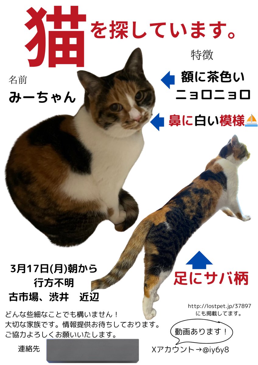 iy6y8's tweet photo. インスタも作りました。よろしくお願いいたします。

https://t.co/P170qoS8KV

 #迷子猫  #猫 #埼玉県 #川越市  #ふじみ野市 https://t.co/ZTisOSAvgl
