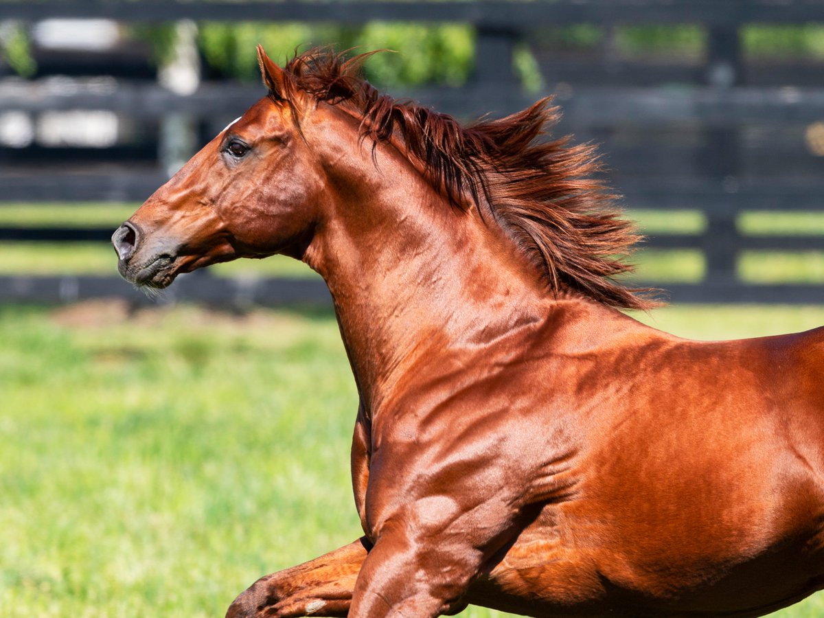 DarleyAus's tweet photo. 🧵 Why buy a #StreetBoss yearling at #InglisEaster? Let’s dive into the reasons.

1/ https://t.co/FhmGHWpf3h