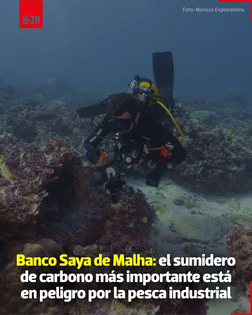 elsolde_mexico's tweet photo. #TheOutlawOceanProject | 🌊 El Banco Saya de Malha es hogar de los campos de hierbas marinas más grandes del mundo, lo que lo convierte en el sumidero de carbono más importante del planeta.
https://t.co/mrqqOybwGN
📸 Monaco Explorations https://t.co/SYT0EG3p8S