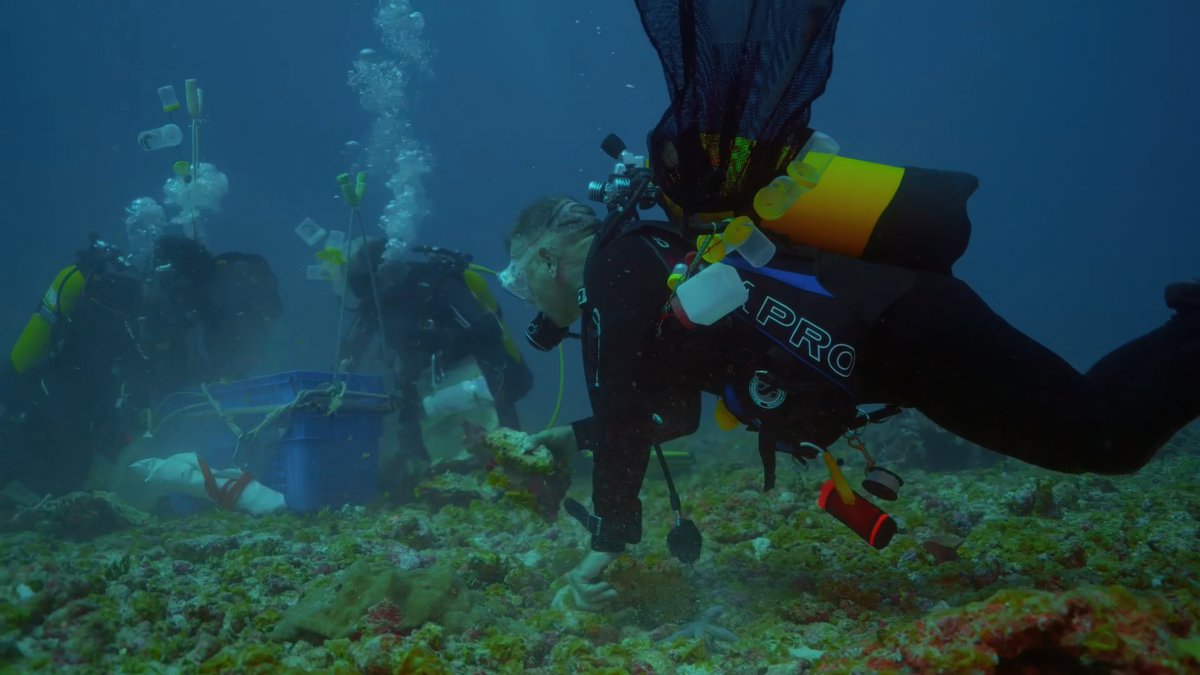 elsolde_mexico's tweet photo. #TheOutlawOceanProject | 🌊 El Banco Saya de Malha es hogar de los campos de hierbas marinas más grandes del mundo, lo que lo convierte en el sumidero de carbono más importante del planeta.
https://t.co/mrqqOybwGN
📸 Monaco Explorations https://t.co/SYT0EG3p8S