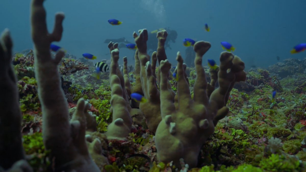 elsolde_mexico's tweet photo. #TheOutlawOceanProject | 🌊 El Banco Saya de Malha es hogar de los campos de hierbas marinas más grandes del mundo, lo que lo convierte en el sumidero de carbono más importante del planeta.
https://t.co/mrqqOybwGN
📸 Monaco Explorations https://t.co/SYT0EG3p8S