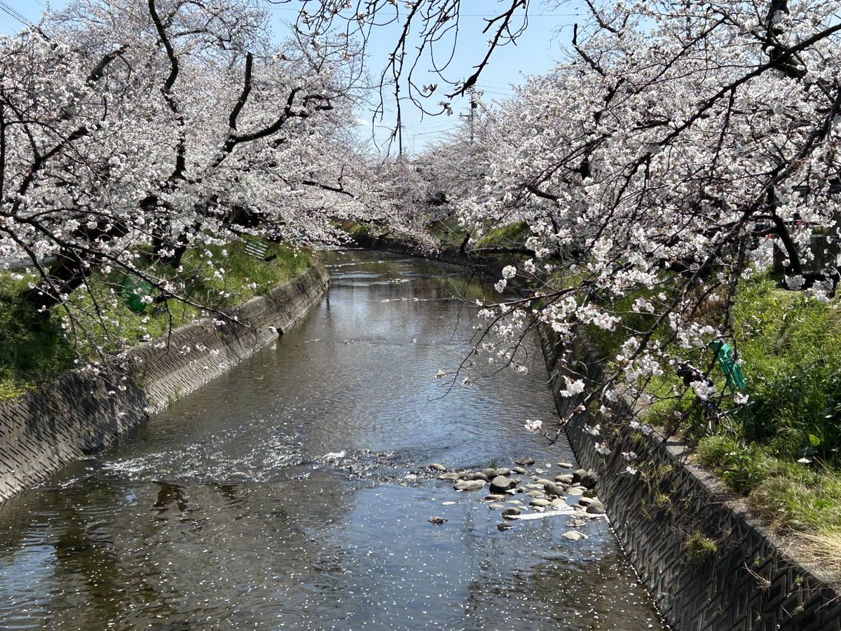 岩倉の五条川河畔の桜を見てきました。初めて来たのですが素晴らしいです。平日なのに人も多く出店もあり桜祭って感じが最高てした☺️