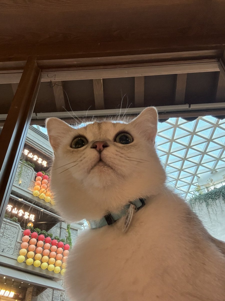 喵喵喵
