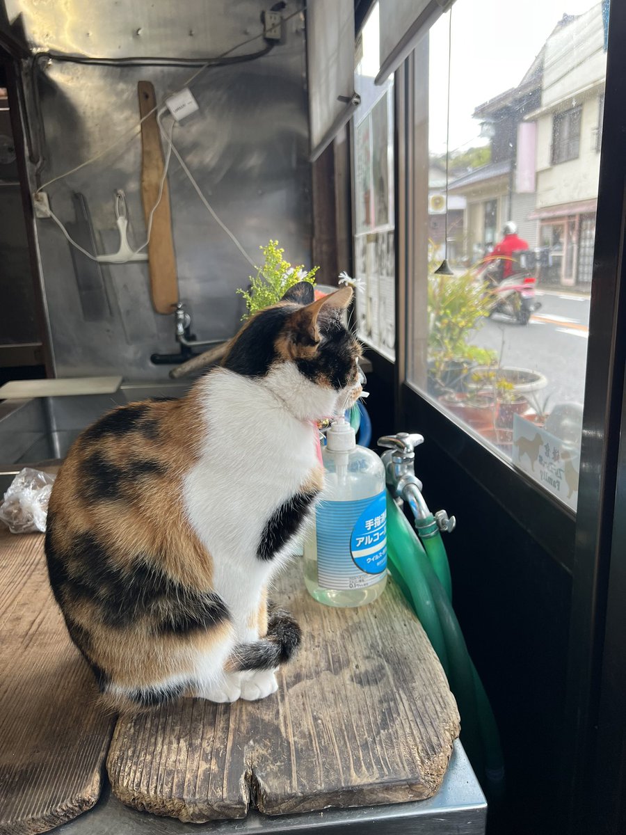 I became friendly with a tofu shop thanks to their adorable shop cat. They kindly showed me how they make tofu, and I got to enjoy freshly made yuba and soy milk. I’m so grateful for this lovely connection.🥹💕
