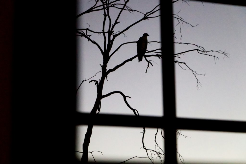 "Marie imagines the robbers breaking in and finding her as she is: staring at the windowpane, a book drooping out of her hand. She imagines herself flicking on the lamp, calm as a cloud..."

from Peter Schlachte's fiction piece, "Wings".

Read more via
porterhousereview.org/articles/wings/