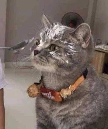 แมวมอมๆ