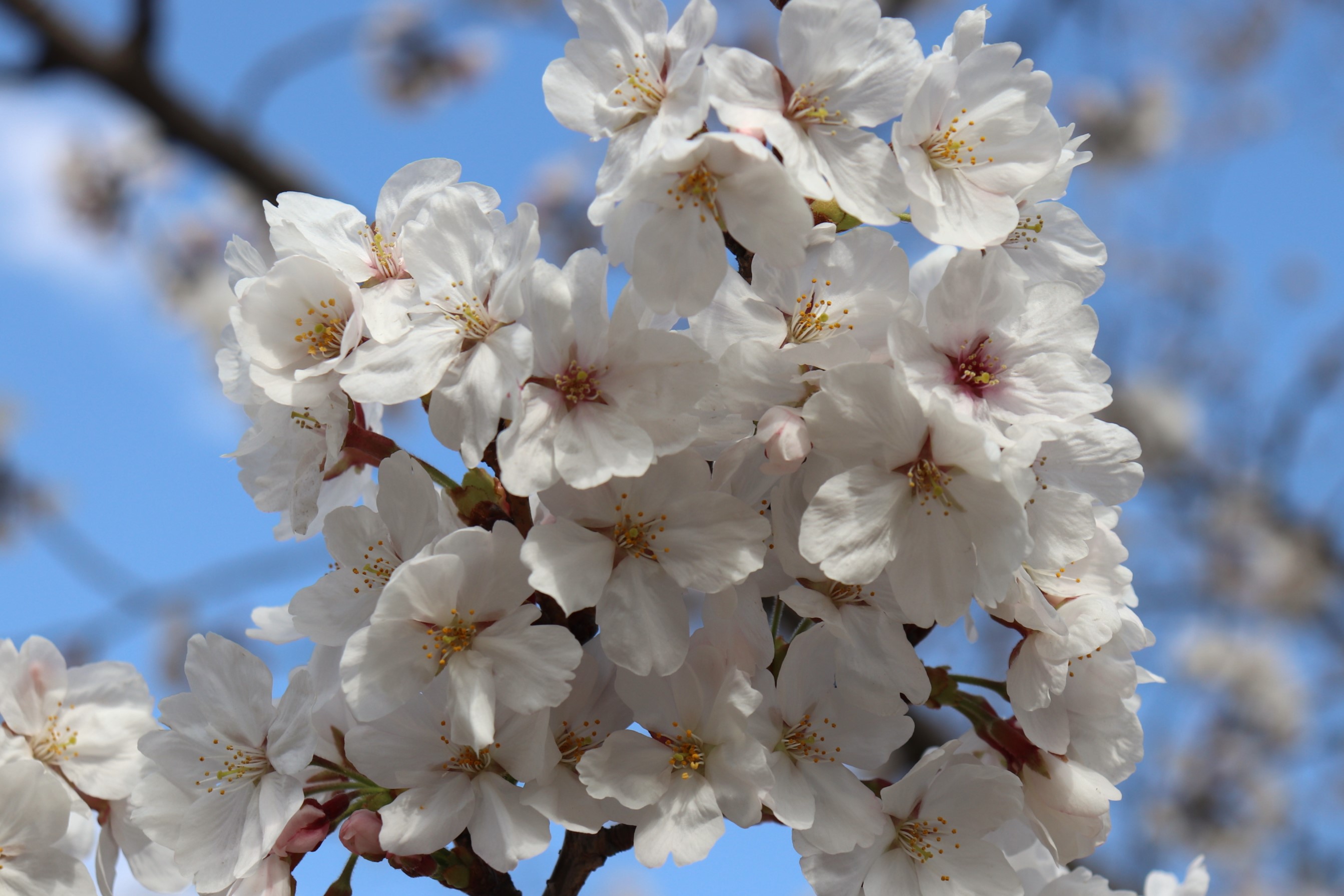 栗林公園 Ritsurin Garden on X: 栗林公園 Ritsurin Garden on X: