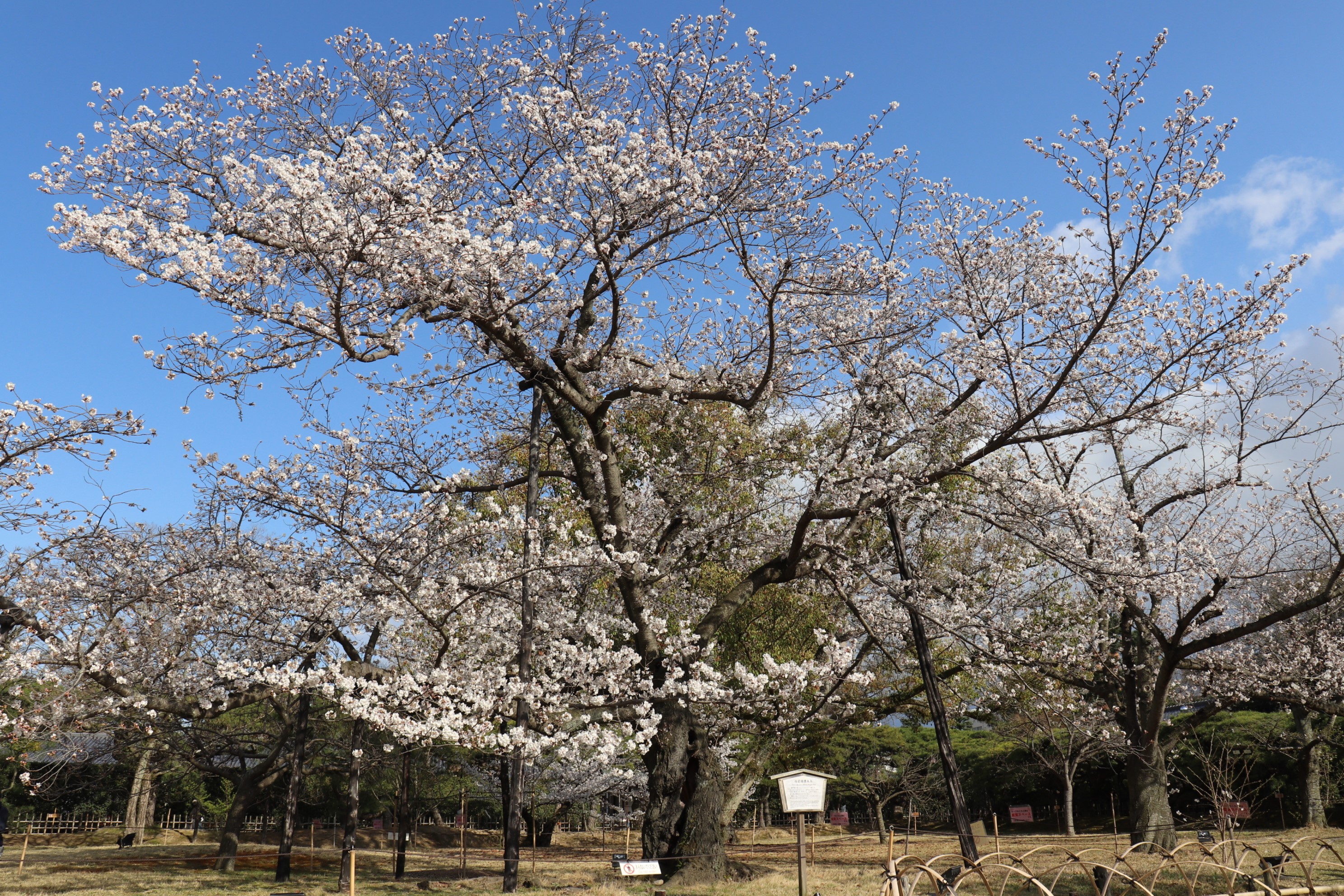 栗林公園 Ritsurin Garden on X: 