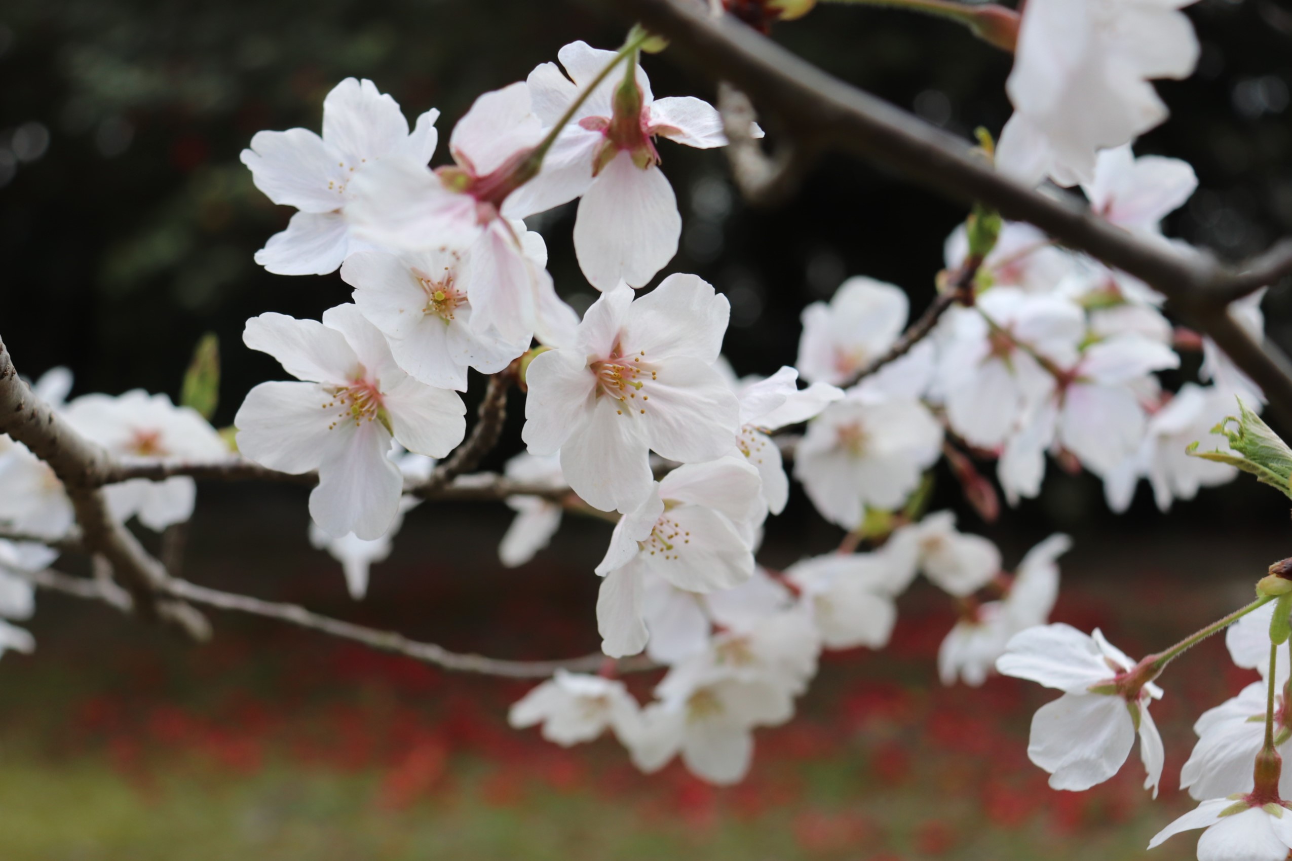 栗林公園 Ritsurin Garden on X: 栗林公園 Ritsurin Garden on X: