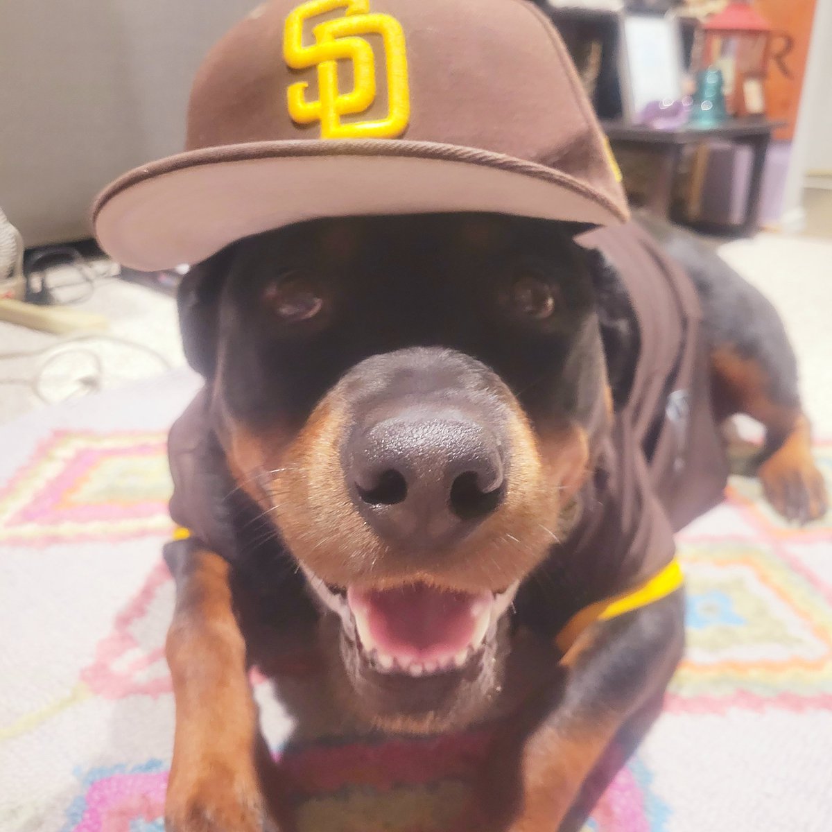 DNEWPS's tweet photo. #padrespets https://t.co/0T6KIjPdfh