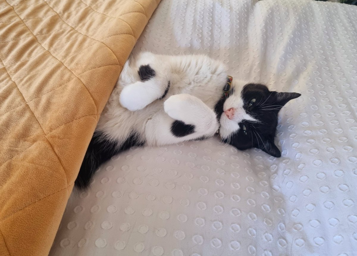 AlvinASBO's tweet image. Not getting up 😻 morning furpals 😹🐾 #ThursdayThoughts #ThursdayFun #ThursdayMotivation