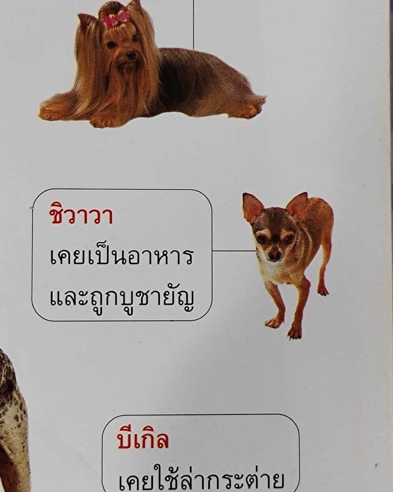 Thaireactionvid's tweet photo. เนื้อนางอิ่มหรอแม่ https://t.co/frQIBR6YKy