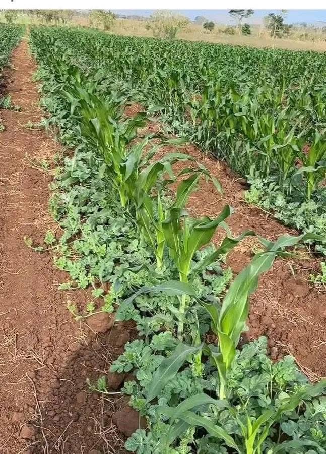 THE BENEFITS OF MIXED CROPPING: MAIZE &amp; WATERMELON TOGETHER!

Here’s a beautiful example of mixed cropping, where maize and watermelon grow side by side in harmony!

Why should farmers adopt mixed cropping?

1. Increased Biodiversity: Growing different crops together reduces the