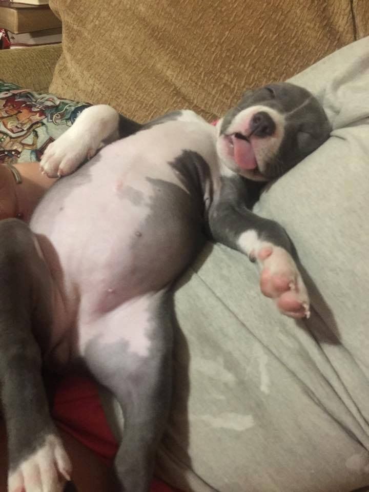 💖 (@twaniimals) on Twitter photo 