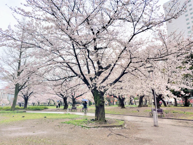 雨の日の桜も良いですね。この前混んでて入れなかった日本茶ミルクティー専門店さんも今日は並ばず入れて嬉しい。お茶はもちろん黒ごまジェラートと桜スコーンのパフェおいしい〜 