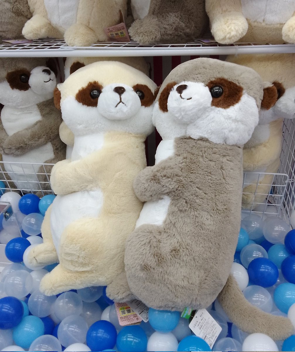 入荷景品のご紹介です🍀 こっちむいてミーアちゃんウルトラBIG