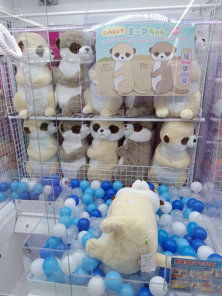 入荷景品のご紹介です🍀 こっちむいてミーアちゃんウルトラBIG