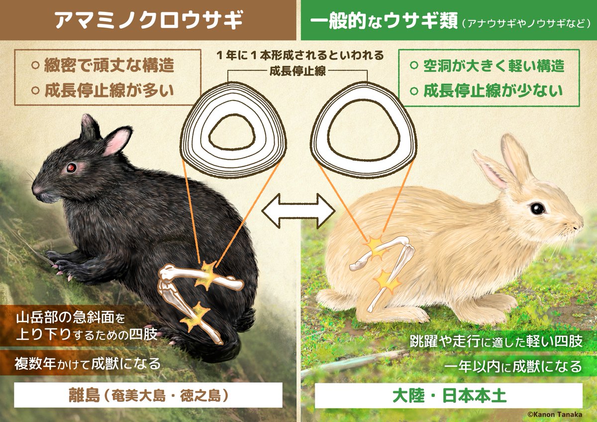SHOWJI0329's tweet image. 📢 論文でました!(第2弾)
本研究は @mugino_kubo さんと、私のラボ学生たちとのコラボ研究です!!
アマミノクロウサギの骨ヒストロジー、成長停止線が多くてまるで爬虫類…!
🏝️ 島暮らしのアマミノクロウサギは「ゆっくり成長」
――成熟までの期間が近縁種の5倍、現生哺乳類では世界初の発見――…