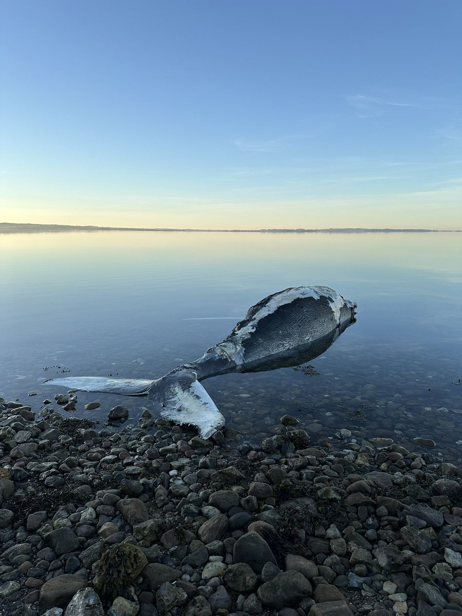 Den er sgu stor, sådan en hval.