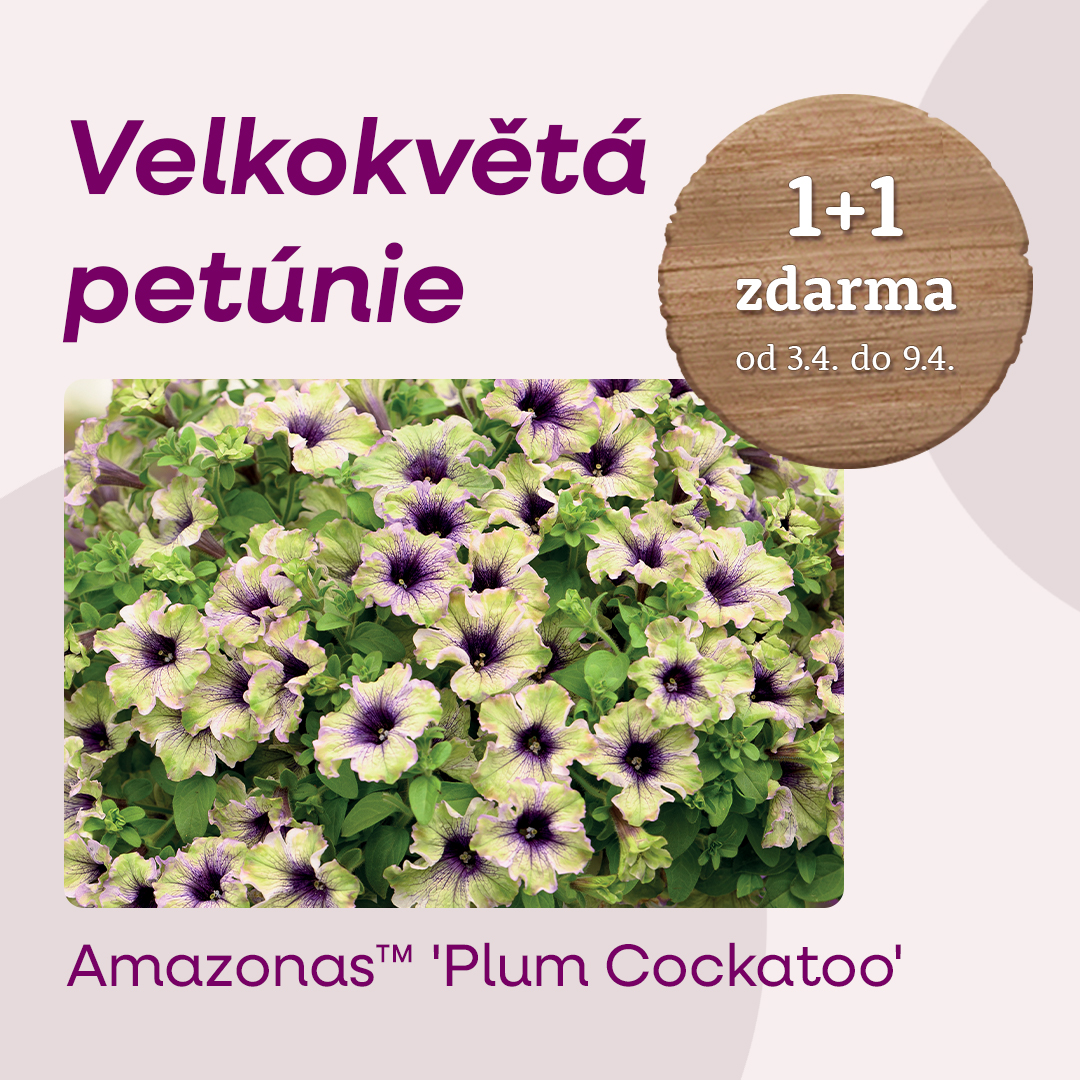 STARKLzahradnik's tweet image. 🤩Akce '1+1' na vybrané rostliny je zpět!🤩

Mrazuvzdorný banánovník 'Ever Red®'👉🏼eshop.starkl.com/mrazuvzdorny-b…
Petúnie Amazonas™ 'Plum Cockatoo'👉🏼eshop.starkl.com/petunie-amazon…

⚠️Tyto akce platí od 3.4. do 9.4.2025 do 12:00.

#1plus1 #zdarma #akce #starkl #zahradnik #josefstarkl