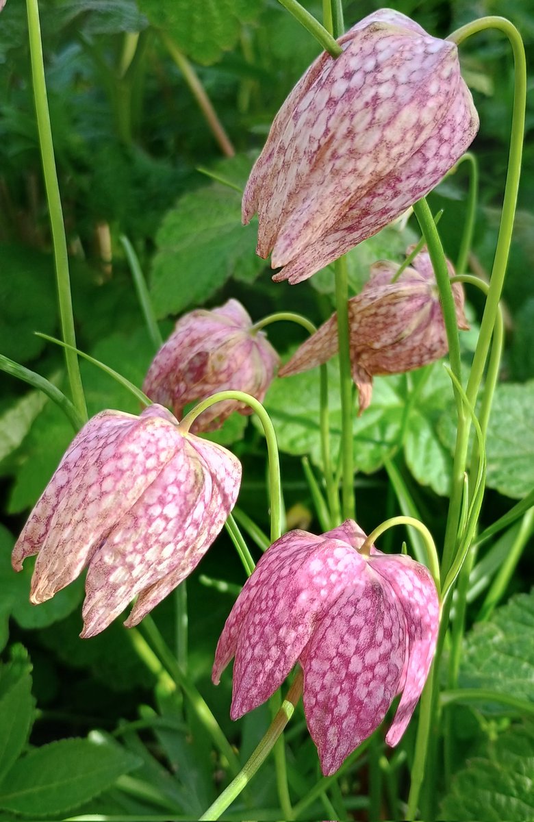 It's Thursday! Lots of plants getting going now, which is very cheering! 😊Have a great day if you can folks 🇺🇦💙💛🙏
