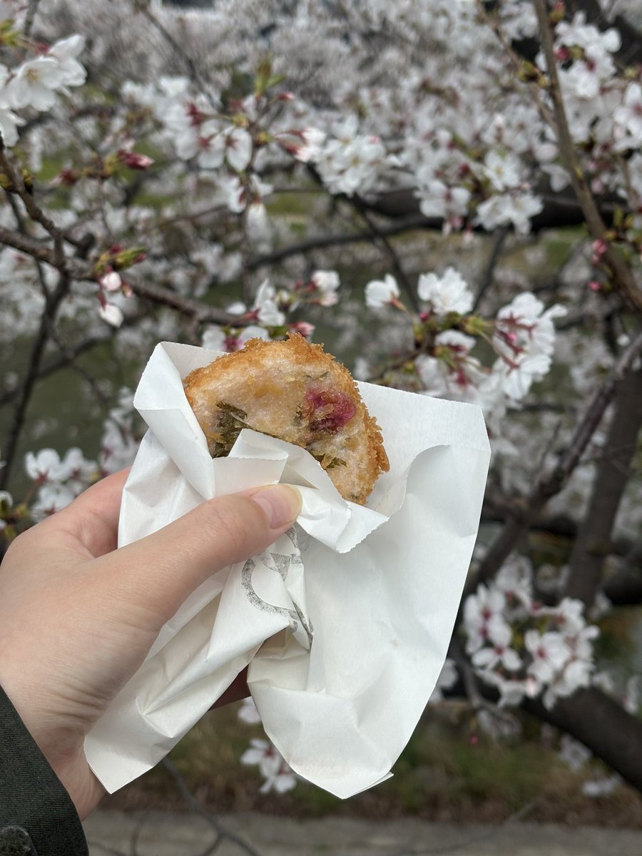 桜の下で桜ギョロッケ