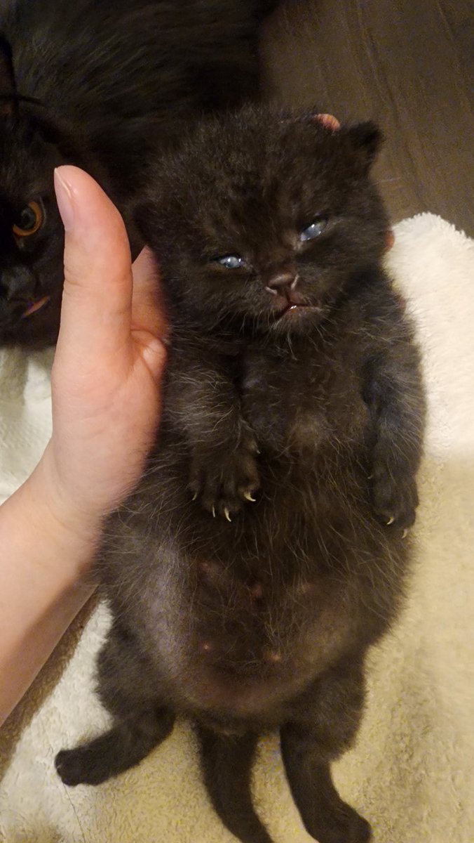 Eyes fully open 12 days ..