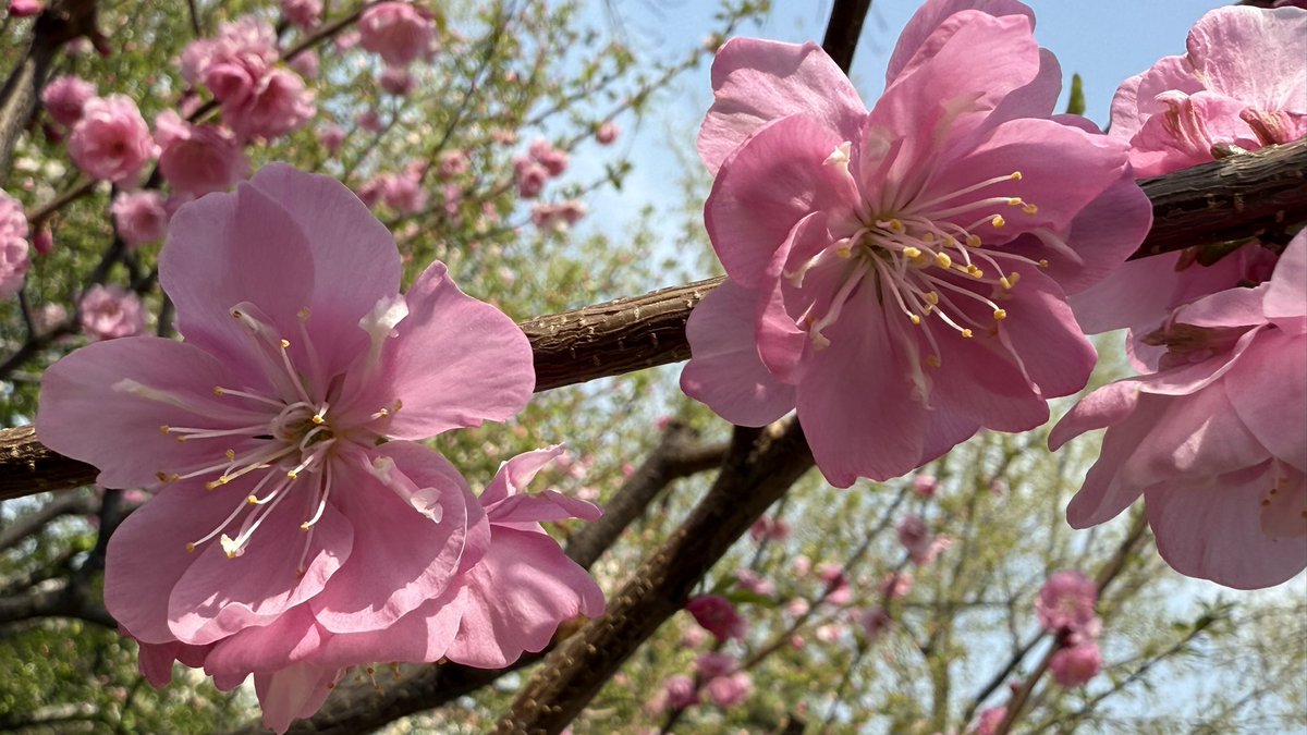satoshi_readygo's tweet image. いい天気だし、昼休みに会社の近くの公園を散歩します
花の香りや涼しい風が気持ちいいです
明日から三連休なので、あと少し頑張ってね👍