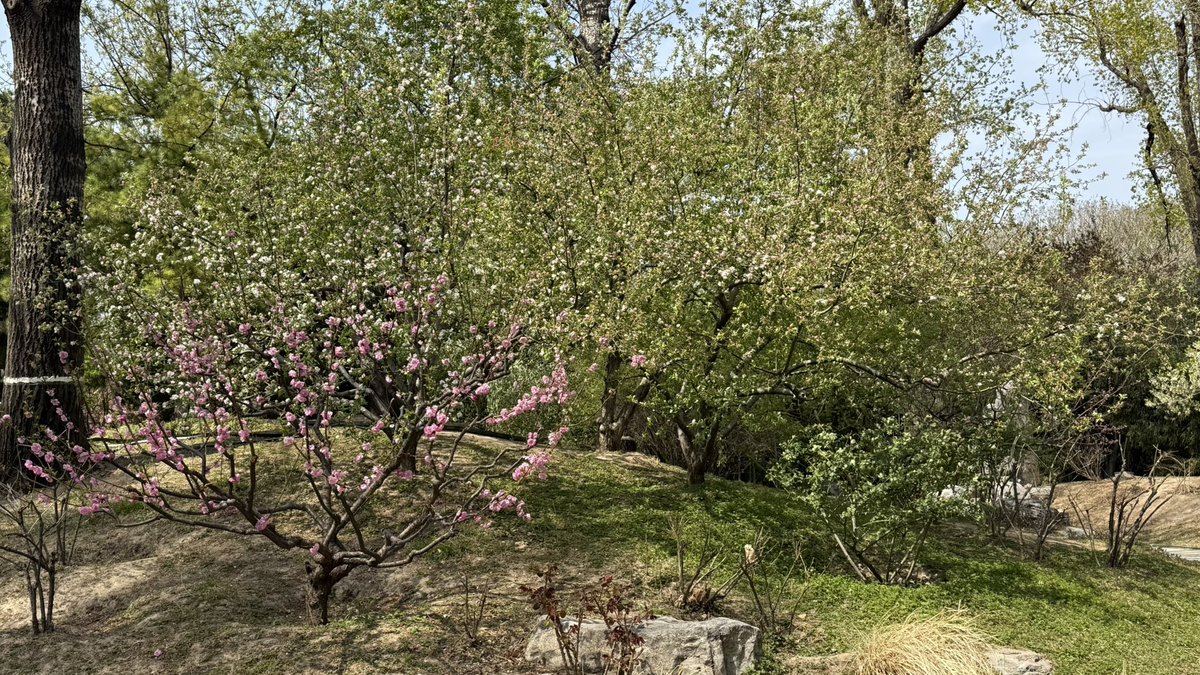 satoshi_readygo's tweet image. いい天気だし、昼休みに会社の近くの公園を散歩します
花の香りや涼しい風が気持ちいいです
明日から三連休なので、あと少し頑張ってね👍