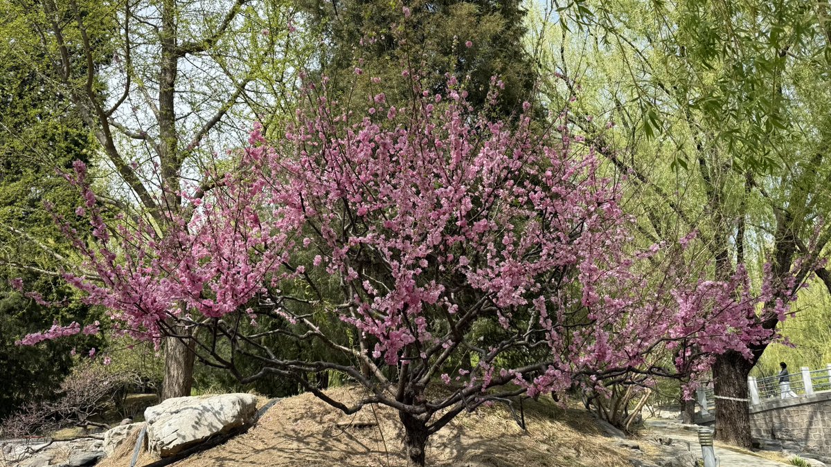 satoshi_readygo's tweet image. いい天気だし、昼休みに会社の近くの公園を散歩します
花の香りや涼しい風が気持ちいいです
明日から三連休なので、あと少し頑張ってね👍