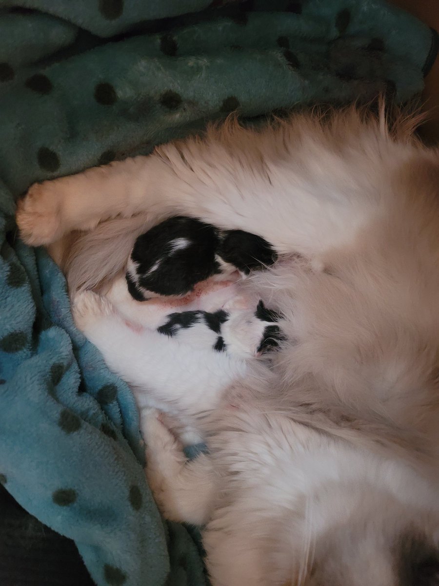 2日に猫２匹産まれました
スコティッシュとラグドールのミックス
親に似てないけど