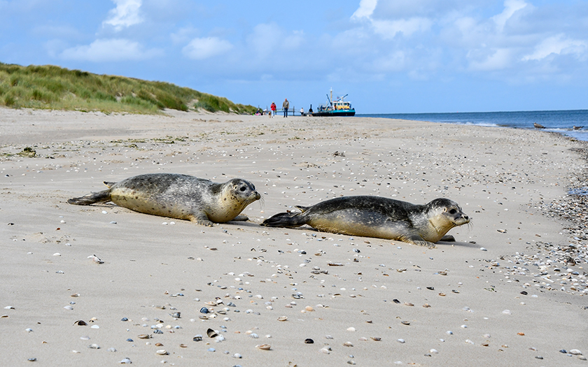 Als wij zeehonden uit de opvang naar zee brengen, krijgen we vaak dezelfde vragen. Kunnen jullie ze volgen? Kan hij wel vis vangen? Is het niet zielig? Dierverzorger Tjerk geeft in zijn weblog antwoord op de meest gestelde vragen. Lees het op de website:
ecomare.nl/verdiep/blog/z…