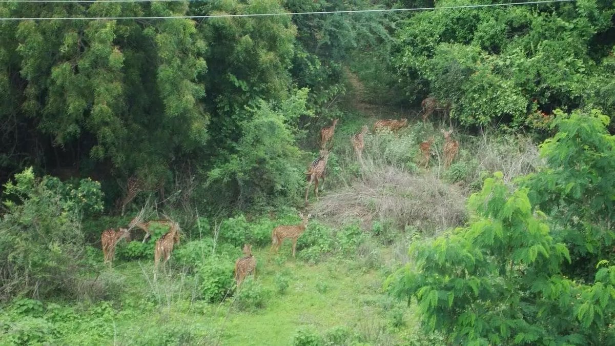DrPadmaofficial's tweet photo. 400 acres of Hyderabad’s wild forest—home to 734 plant species, 220 bird species, deer, pythons &amp; centuries-old trees—is vanishing under Congress rule in Telangana! 
A thriving ecosystem, a natural heritage, now facing ruthless destruction. 
Who will speak for the voiceless? https://t.co/meMYtM3I3e