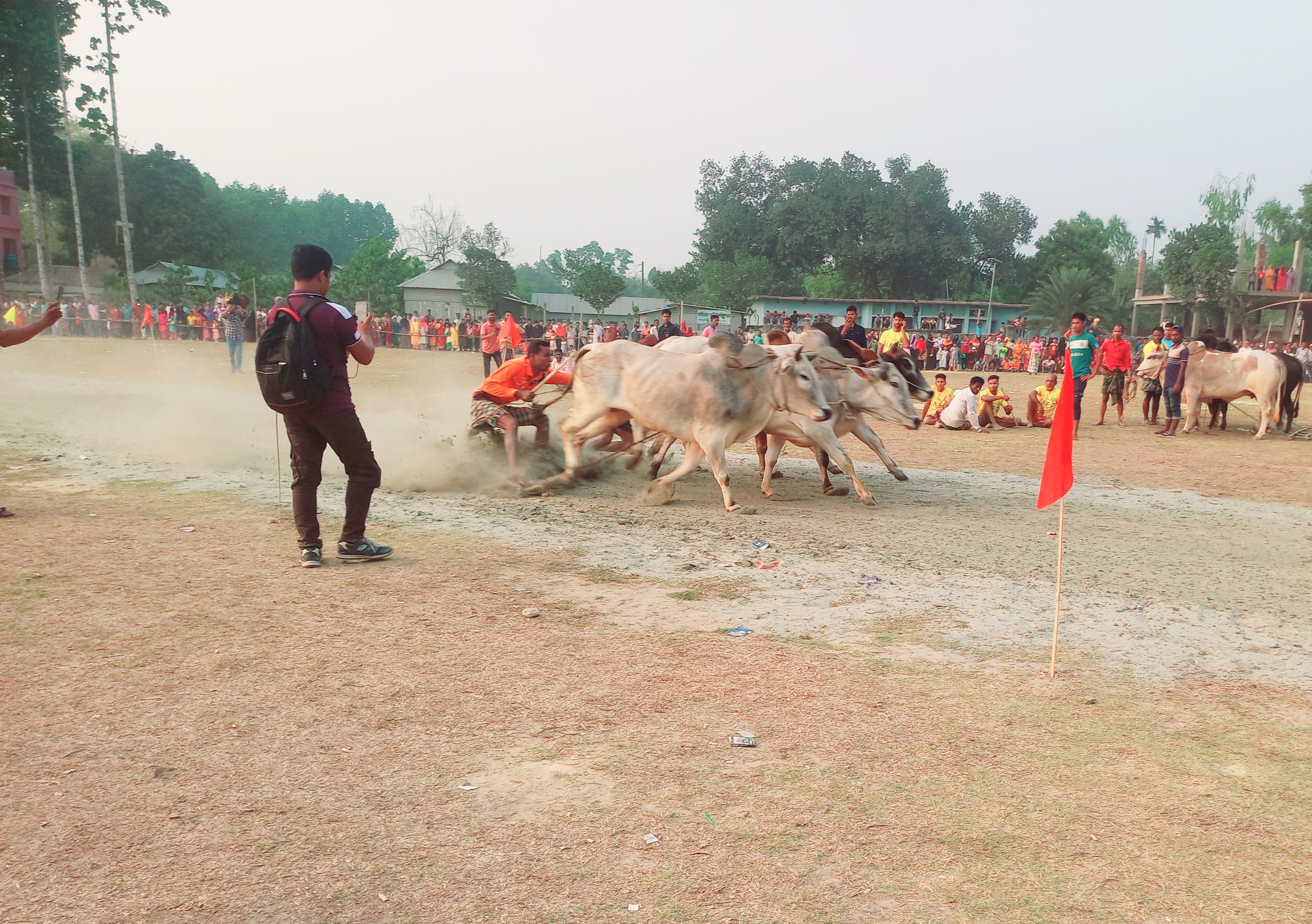 জামালপুরে ঐতিহ্যবাহী ষাঁড় গরুর মই দৌড়