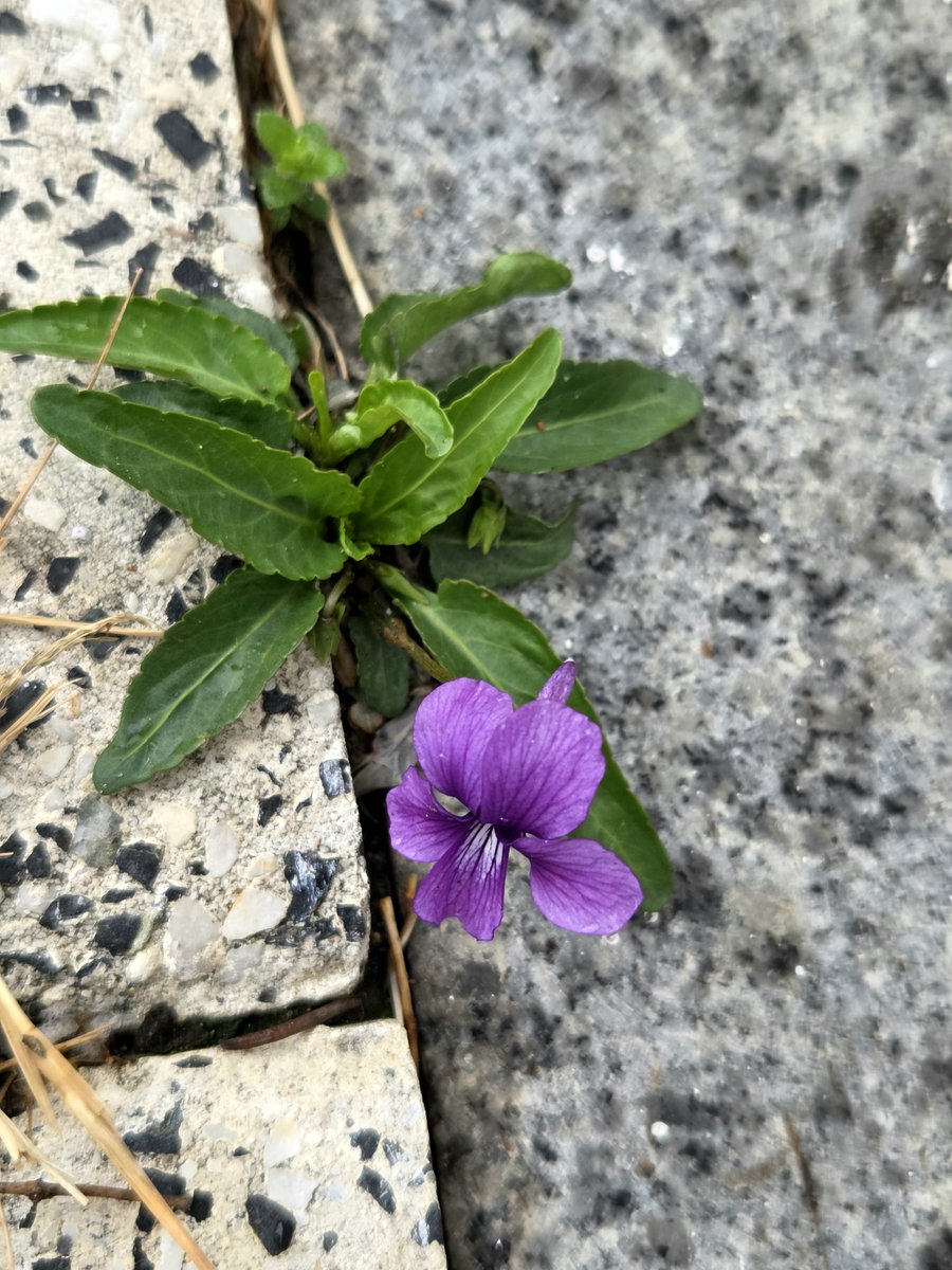 goldrose9090's tweet photo. 🌸 "Dandelions and violets bloom without care, finding life in the smallest spaces. Discover the hope hidden in tiny flowers. 🌼🌿

😊#Dandelion #Violet #LittleCourage #FlowersOfTheStreet #HopeStory #TinyHope #StreetFlowers

🔗https://t.co/sMld5SJtDu https://t.co/qiYfv7Lqc5