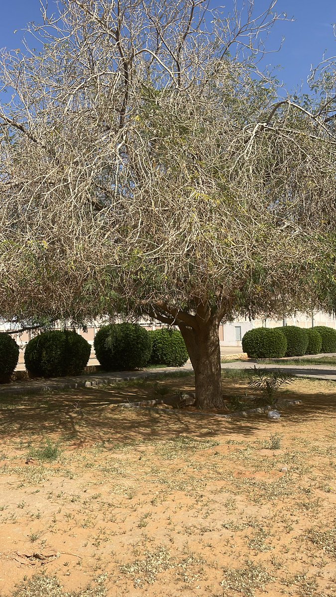 Z3trv's tweet photo. @b_marat1166 طبيعي ذا ولا انتهى عمرها ؟ https://t.co/ktdrJtuKe7