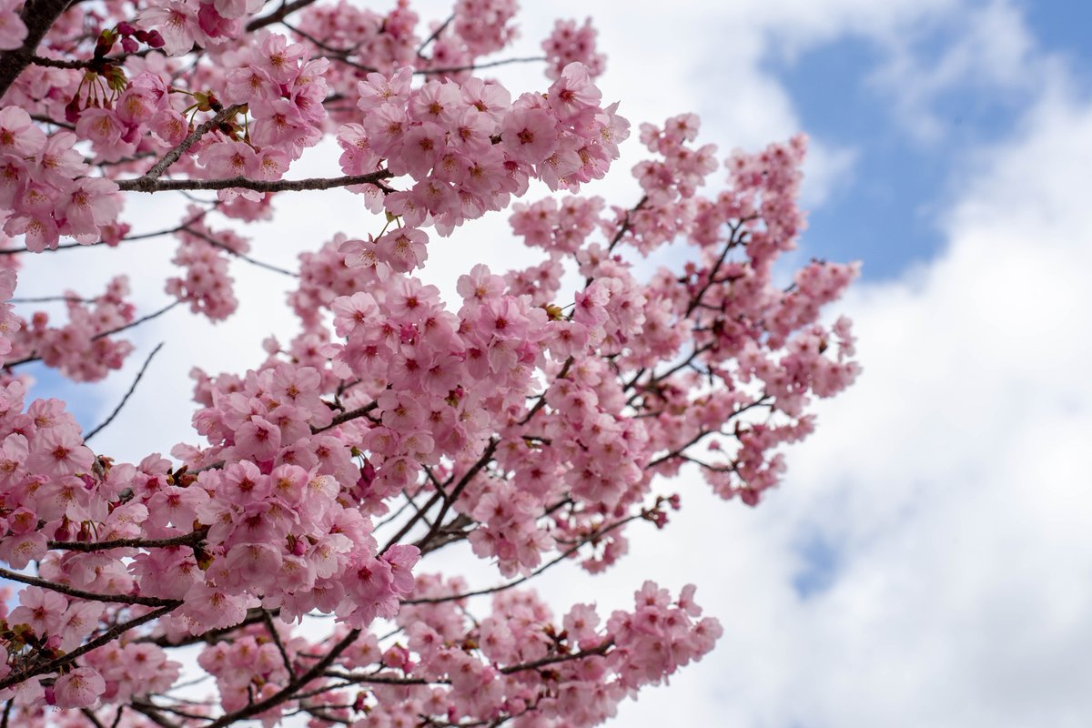 _task_official's tweet photo. 4月より新年度が始まりました。園部キャンパスの桜や草花が徐々に開花しています。
そして来週の4月8日には、京都伝統工芸大学校の入学式が開催されます。
新入生の皆さんの、フレッシュで元気に満ち溢れている姿をTASK在校生・教職員一同心待ちにしています!
by K.A
#task
#taskkogei
#京都伝統工芸大学校
#京都
#南丹市
#園部
#桜
#サクラ
#cherryblossom
#好きを仕事に
#工芸やろうぜ