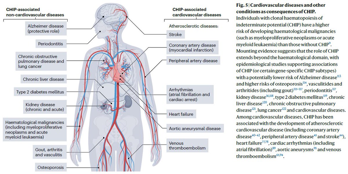 Art Schuermans (@artschuermans) on Twitter photo Thrilled to share our review on clonal hematopoiesis (and CHIP) in cardiovascular diseases!
<a href="/mchonig/">Michael Honigberg, MD, MPP</a> and I discuss CHIP's potential role as prognostic factor and therapeutic target in atherosclerotic disease, heart failure and arrhythmias
nature.com/articles/s4156… <a href="/NatRevCardiol/">Nature Reviews Cardiology</a> Thrilled to share our review on clonal hematopoiesis (and CHIP) in cardiovascular diseases!
<a href="/mchonig/">Michael Honigberg, MD, MPP</a> and I discuss CHIP's potential role as prognostic factor and therapeutic target in atherosclerotic disease, heart failure and arrhythmias
nature.com/articles/s4156… <a href="/NatRevCardiol/">Nature Reviews Cardiology</a>