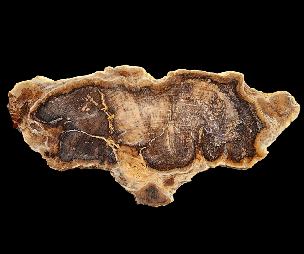 SrlGemstone's tweet image. #Petrified wood slab #fossil #fossilwood #Collectibles #decorative #geology #paleontology